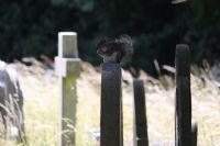 Squirrel on a head stone having breakfast!: Click to enlarge